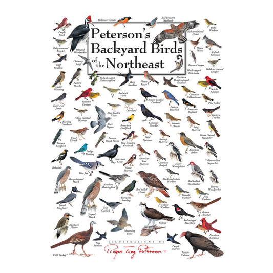Illustration of various birds with labels on a white background, titled 'Peterson's Backyard Birds of the Northeast'.